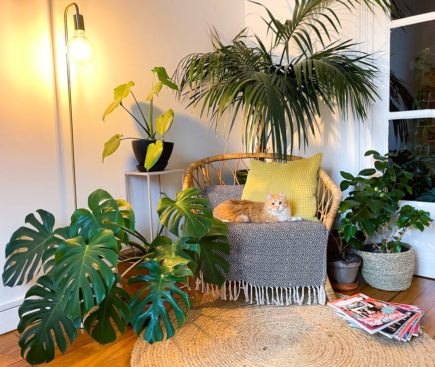 A’Rose: Redefining Plant Care for a New Lifestyle Era